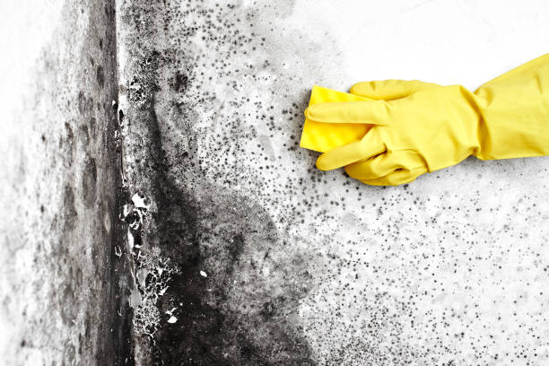 Best Mold Remediation for Healthcare Facilities  in Gray, LA