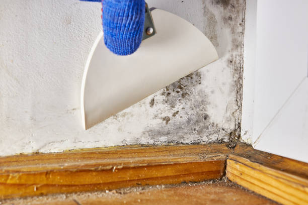 Best Commercial Mold Inspection  in Gray, LA